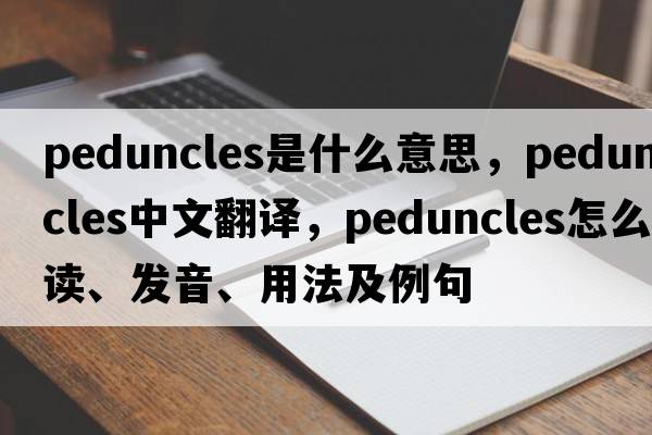Peduncles是什么意思，Peduncles中文翻譯，Peduncles怎么讀、發(fā)音、用法及例句