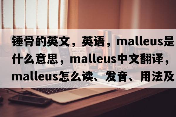 錘骨的英文，英語(yǔ)，malleus是什么意思，malleus中文翻譯，malleus怎么讀、發(fā)音、用法及例句