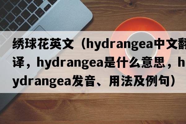 繡球花英文（hydrangea中文翻譯，hydrangea是什么意思，hydrangea發(fā)音、用法及例句）