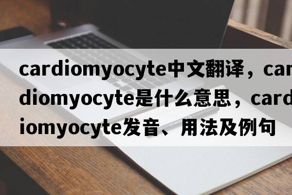 cardiomyocyte中文翻譯，cardiomyocyte是什么意思，cardiomyocyte發(fā)音、用法及例句